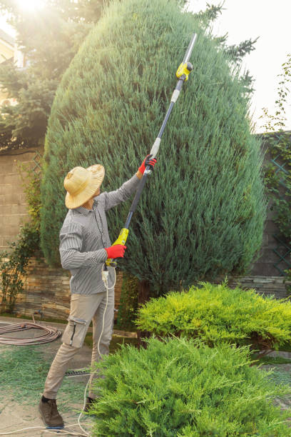 Best Tree Removal Services  in South Holland, IL